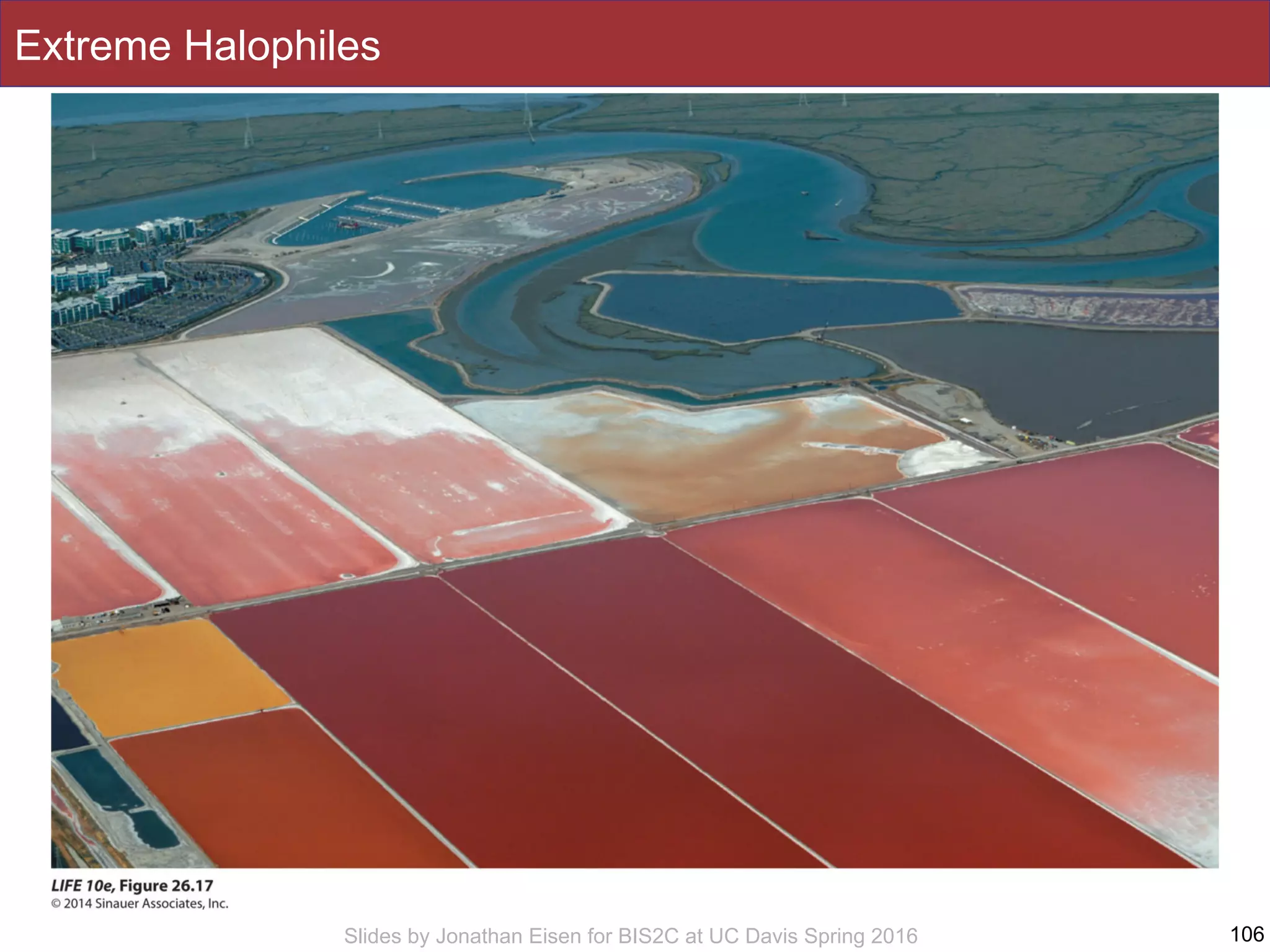 Slides by Jonathan Eisen for BIS2C at UC Davis Spring 2016
Extreme Halophiles
106
 