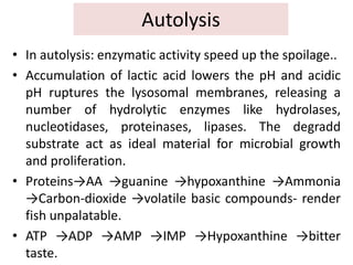 Autolysis
• In autolysis: enzymatic activity speed up the spoilage..
• Accumulation of lactic acid lowers the pH and acidic
pH ruptures the lysosomal membranes, releasing a
number of hydrolytic enzymes like hydrolases,
nucleotidases, proteinases, lipases. The degradd
substrate act as ideal material for microbial growth
and proliferation.
• Proteins→AA →guanine →hypoxanthine →Ammonia
→Carbon-dioxide →volatile basic compounds- render
fish unpalatable.
• ATP →ADP →AMP →IMP →Hypoxanthine →bitter
taste.
 