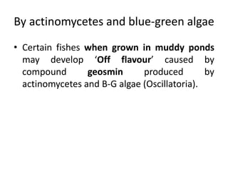 By actinomycetes and blue-green algae
• Certain fishes when grown in muddy ponds
may develop ‘Off flavour’ caused by
compound geosmin produced by
actinomycetes and B-G algae (Oscillatoria).
 