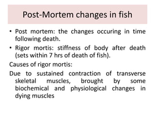 Post-Mortem changes in fish
• Post mortem: the changes occuring in time
following death.
• Rigor mortis: stiffness of body after death
(sets within 7 hrs of death of fish).
Causes of rigor mortis:
Due to sustained contraction of transverse
skeletal muscles, brought by some
biochemical and physiological changes in
dying muscles
 