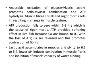 • Anaerobic oxidation of glucose→lactic acid→
promotes actin-myosin combination and ATP
hydrolysis. Muscle fibres shrink and rogor mortis sets
in, resulting in change in muscle texture.
• ATP production falls to zero within 6-8 hrs which is
the cause of rigor mortis. ATP provided softening
effect in live fish because Ca are bound to it. With
the loss of ATP, Ca are released and this promotes
contraction of fibrils.
• Lactic acid accumulates in muscles and pH ↓ to 6.5
to 5.4. lower pH induces contraction in muscle fibrils
and inhibition of muscle capacity of water binding.
 