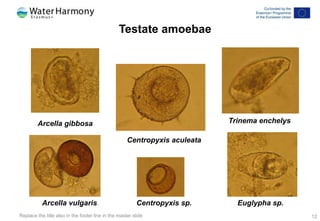 Lecture 8.1 - Biological wastewater treatment by aeration.pptx