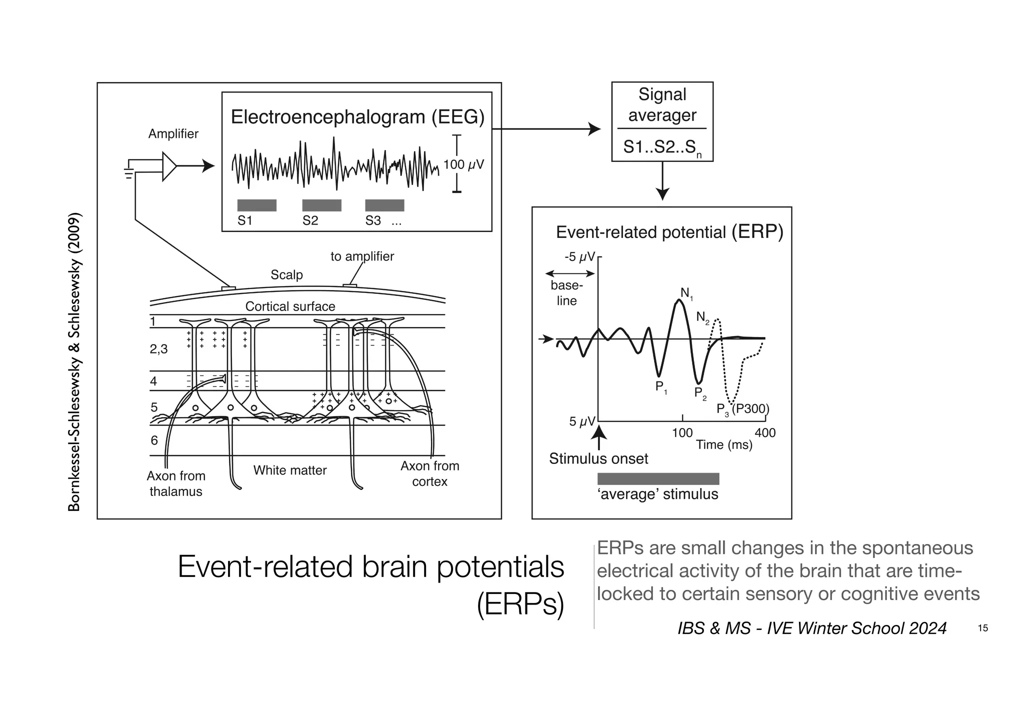 Event-related brain potentials
(ERPs)
Bornkessel-Schlesewsky
&
Schlesewsky
(2009)
ERPs are small changes in the spontaneous
electrical activity of the brain that are time-
locked to certain sensory or cognitive events
15
IBS & MS - IVE Winter School 2024
 