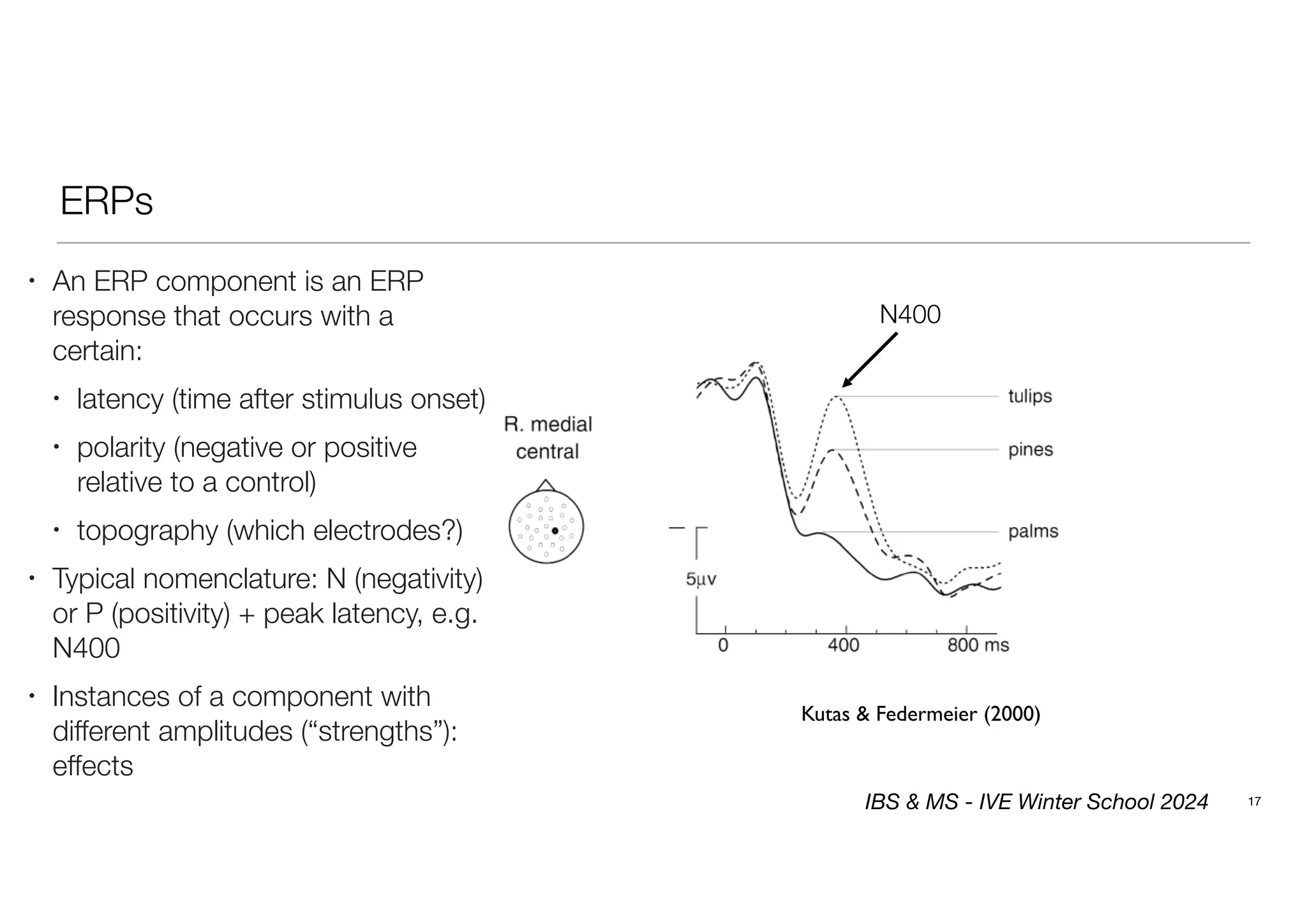 ERPs
Kutas & Federmeier (2000)
17
• An ERP component is an ERP
response that occurs with a
certain:
• latency (time after stimulus onset)
• polarity (negative or positive
relative to a control)
• topography (which electrodes?)
• Typical nomenclature: N (negativity)
or P (positivity) + peak latency, e.g.
N400
• Instances of a component with
different amplitudes (“strengths”):
effects
N400
IBS & MS - IVE Winter School 2024
 