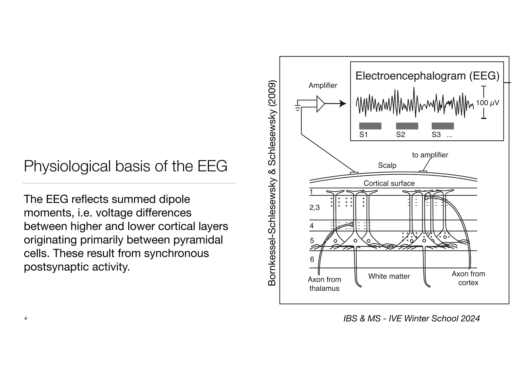 Physiological basis of the EEG
The EEG reflects summed dipole
moments, i.e. voltage differences
between higher and lower cortical layers
originating primarily between pyramidal
cells. These result from synchronous
postsynaptic activity.
4
Bornkessel-Schlesewsky
&
Schlesewsky
(2009)
IBS & MS - IVE Winter School 2024
 