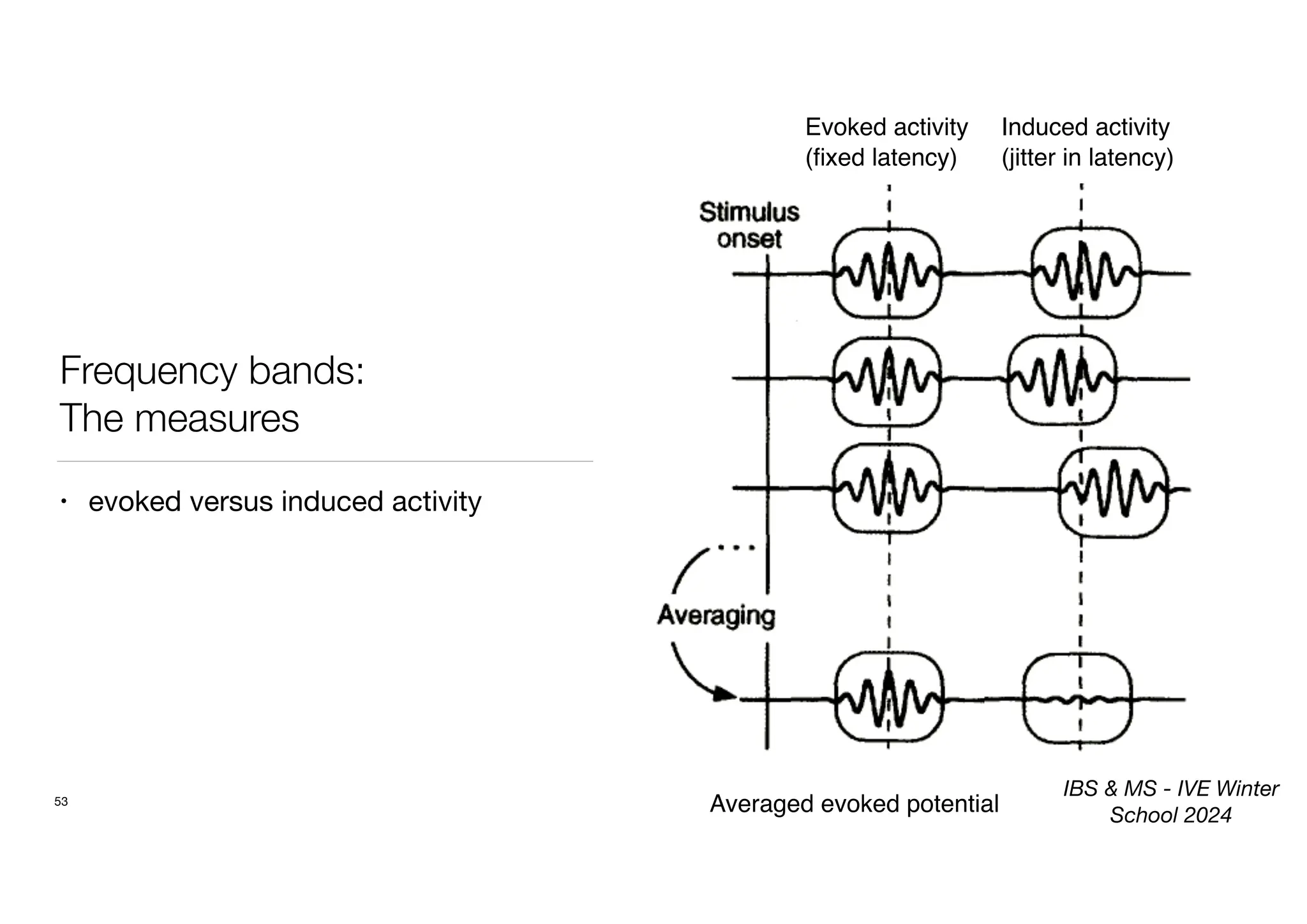 Frequency bands:
The measures
53
Induced activity
(jitter in latency)
Evoked activity
(
fi
xed latency)
Averaged evoked potential
• evoked versus induced activity
IBS & MS - IVE Winter
School 2024
 
