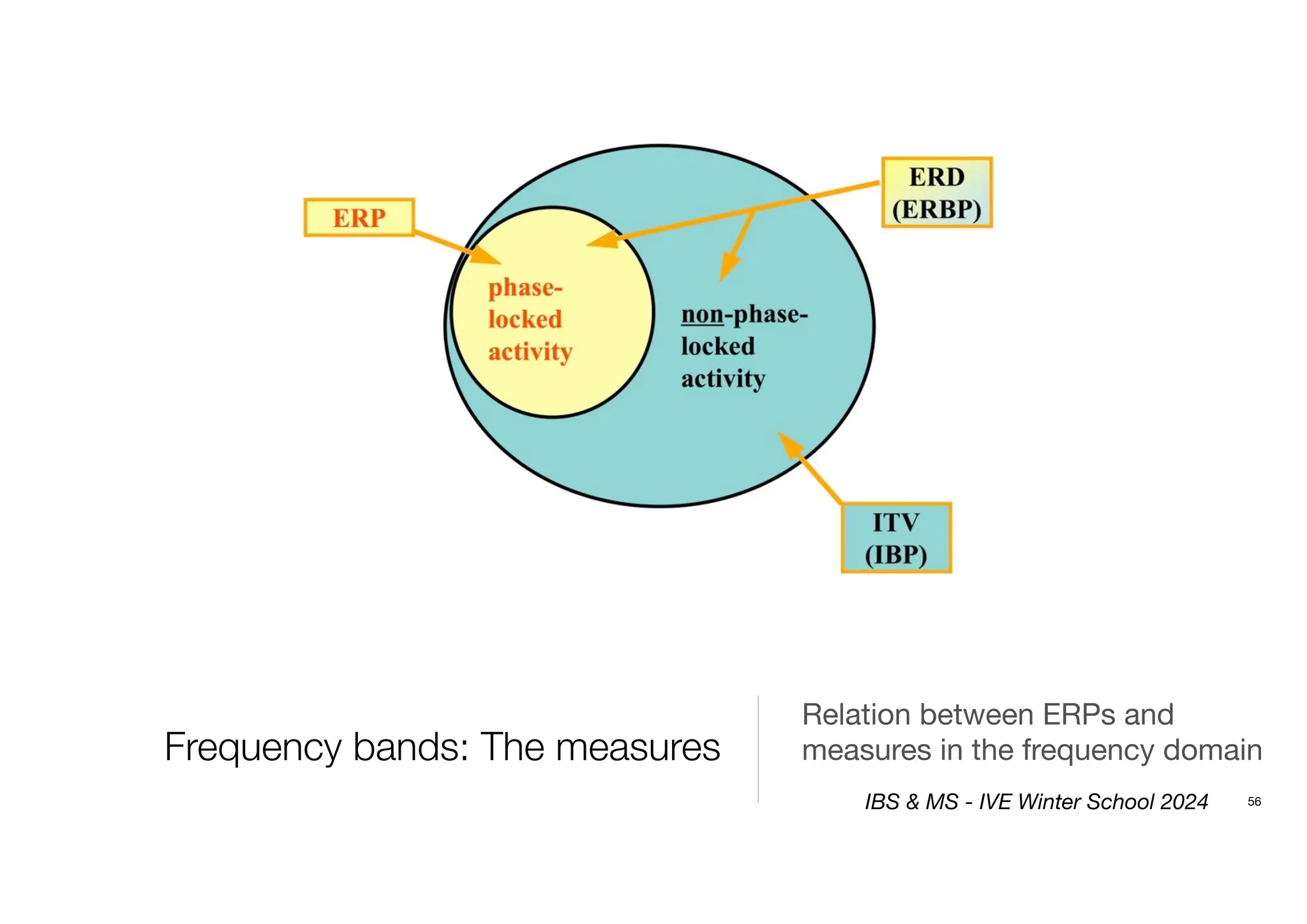 Frequency bands: The measures
56
Relation between ERPs and
measures in the frequency domain
IBS & MS - IVE Winter School 2024
 
