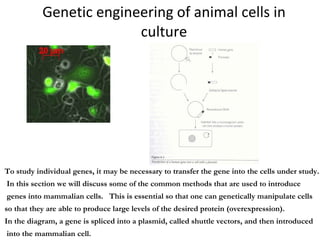Genetic engineering of animal cells in culture To study individual genes, it may be necessary to transfer the gene into the cells under study.  In this section we will discuss some of the common methods that are used to introduce genes into mammalian cells.  This is essential so that one can genetically manipulate cells  so that they are able to produce large levels of the desired protein (overexpression). In the diagram, a gene is spliced into a plasmid, called shuttle vectors, and then introduced into the mammalian cell. 