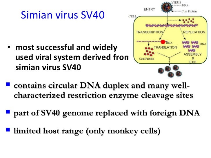 reverse transcriptase