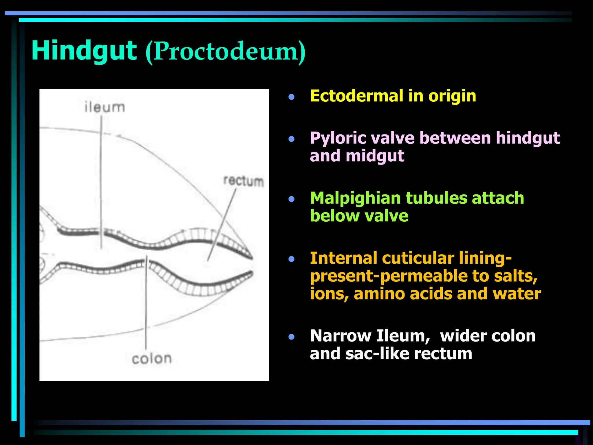 Lecture 8-Insect digestive system, modification, physiology of ...