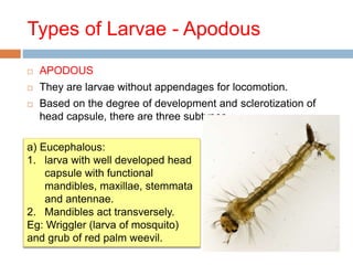 Insect Without Appendages Insect metamorphosis | PPTX