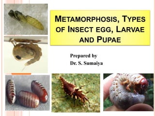 METAMORPHOSIS, TYPES
OF INSECT EGG, LARVAE
AND PUPAE
Prepared by
Dr. S. Sumaiya
 