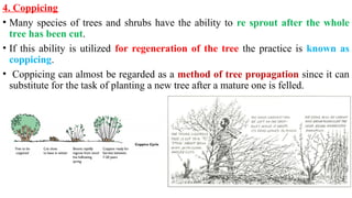Lecture 8-Management of trees in Agroforestry system.pptx