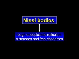 Nissl bodies
rough endoplasmic reticulum
cisternaes and free ribosomes

 