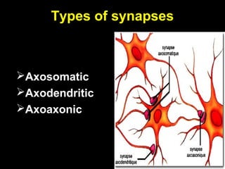 Types of synapses

Axosomatic
Axodendritic
Axoaxonic

 