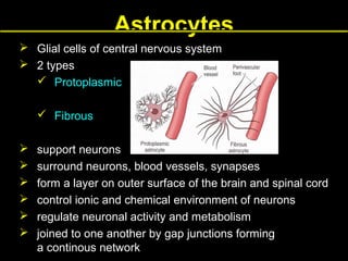 Astrocytes
 Glial cells of central nervous system
 2 types
 Protoplasmic
 Fibrous







support neurons
surround neurons, blood vessels, synapses
form a layer on outer surface of the brain and spinal cord
control ionic and chemical environment of neurons
regulate neuronal activity and metabolism
joined to one another by gap junctions forming
a continous network

 