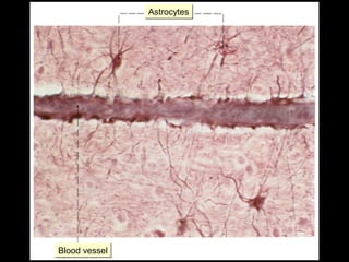 Astrocytes

Blood vessel

 