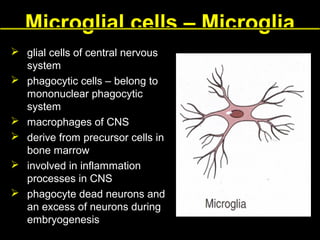 Microglial cells – Microglia
 glial cells of central nervous
system
 phagocytic cells – belong to
mononuclear phagocytic
system
 macrophages of CNS
 derive from precursor cells in
bone marrow
 involved in inflammation
processes in CNS
 phagocyte dead neurons and
an excess of neurons during
embryogenesis

 