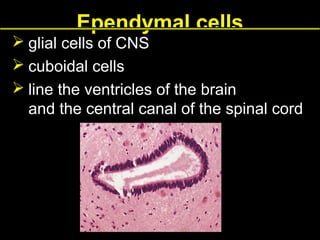 Ependymal cells

 glial cells of CNS
 cuboidal cells
 line the ventricles of the brain
and the central canal of the spinal cord

 