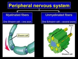 Peripheral nervous system
Myelinated fibers

Unmyelinated fibers

One Shwann cell→ one axon

One Schwann cell→ several axons
Axon

Shwann cell

Shwann cell

 