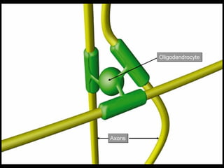Oligodendrocyte

Axons

 