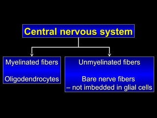 Central nervous system
Myelinated fibers

Unmyelinated fibers

Oligodendrocytes

Bare nerve fibers
– not imbedded in glial cells

 