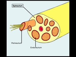 Epineurium

Perineurium
Endoneurium

 