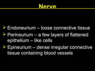Nerve
 Endoneurium – loose connective tissue
 Perineurium – a few layers of flattened
epithelium – like cells
 Epineurium – dense irregular connective
tissue containing blood vessels

 