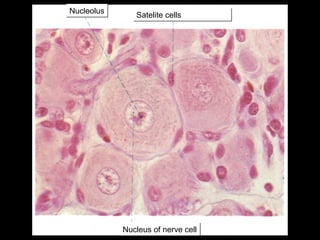 Nucleolus

Satelite cells

Nucleus of nerve cell

 