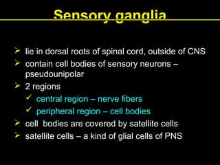 Sensory ganglia
 lie in dorsal roots of spinal cord, outside of CNS
 contain cell bodies of sensory neurons –
pseudounipolar
 2 regions
 central region – nerve fibers
 peripheral region – cell bodies
 cell bodies are covered by satellite cells
 satellite cells – a kind of glial cells of PNS

 