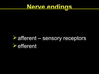Nerve endings

 afferent – sensory receptors
 efferent

 