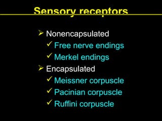 Sensory receptors
 Nonencapsulated
 Free nerve endings
 Merkel endings
 Encapsulated
 Meissner corpuscle
 Pacinian corpuscle
 Ruffini corpuscle

 