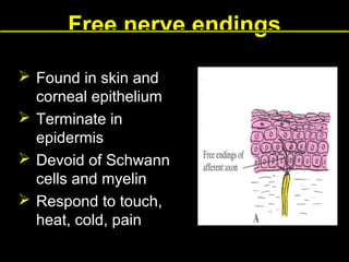 Free nerve endings
 Found in skin and
corneal epithelium
 Terminate in
epidermis
 Devoid of Schwann
cells and myelin
 Respond to touch,
heat, cold, pain

 
