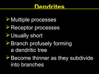 Dendrites
 Multiple processes
 Receptor processes
 Usually short
 Branch profusely forming
a dendritic tree
 Become thinner as they subdivide
into branches

 