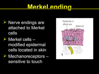 Merkel ending
 Nerve endings are
attached to Merkel
cells
 Merkel cells –
modified epidermal
cells located in skin
 Mechanoreceptors –
sensitive to touch

 