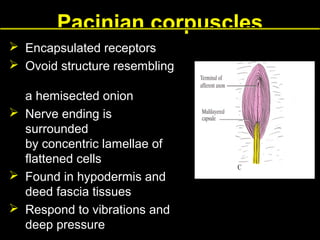 Pacinian corpuscles
 Encapsulated receptors
 Ovoid structure resembling
a hemisected onion
 Nerve ending is
surrounded
by concentric lamellae of
flattened cells
 Found in hypodermis and
deed fascia tissues
 Respond to vibrations and
deep pressure

 