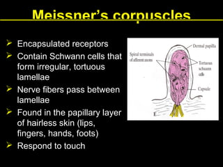 Meissner’s corpuscles
Encapsulated receptors
Contain Schwann cells that
form irregular, tortuous
lamellae
 Nerve fibers pass between
lamellae
 Found in the papillary layer
of hairless skin (lips,
fingers, hands, foots)
 Respond to touch



 