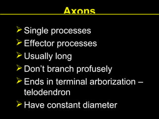 Axons
 Single processes
 Effector processes
 Usually long
 Don’t branch profusely
 Ends in terminal arborization –
telodendron
 Have constant diameter

 