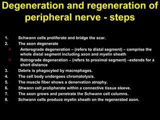 Degeneration and regeneration of
peripheral nerve - steps
1.
2.


3.
4.
5.
6.
7.
8.

Schwann cells proliferate and bridge the scar.
The axon degenerate
Anterograde degeneration – (refers to distal segment) – comprise the
whole distal segment including axon and myelin sheath
Retrograde degeneration – (refers to proximal segment) –extends for a
short distance
Debris is phagocyted by macrophages.
The cell body undergoes chromatolysis.
The muscle fiber shows a denervation atrophy.
Shwann cell prolipherate within a connective tissue sleeve.
The axon grows and penetrate the Schwann cell columns.
Schwann cells produce myelin sheath on the regenerated axon.

 
