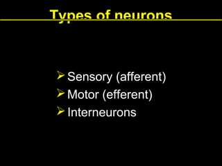 Types of neurons

 Sensory (afferent)
 Motor (efferent)
 Interneurons

 