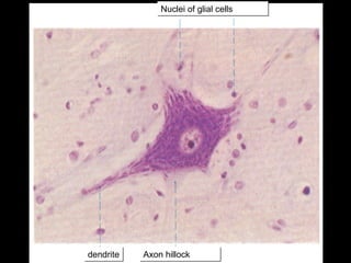 Nuclei of glial cells

dendrite

Axon hillock

 