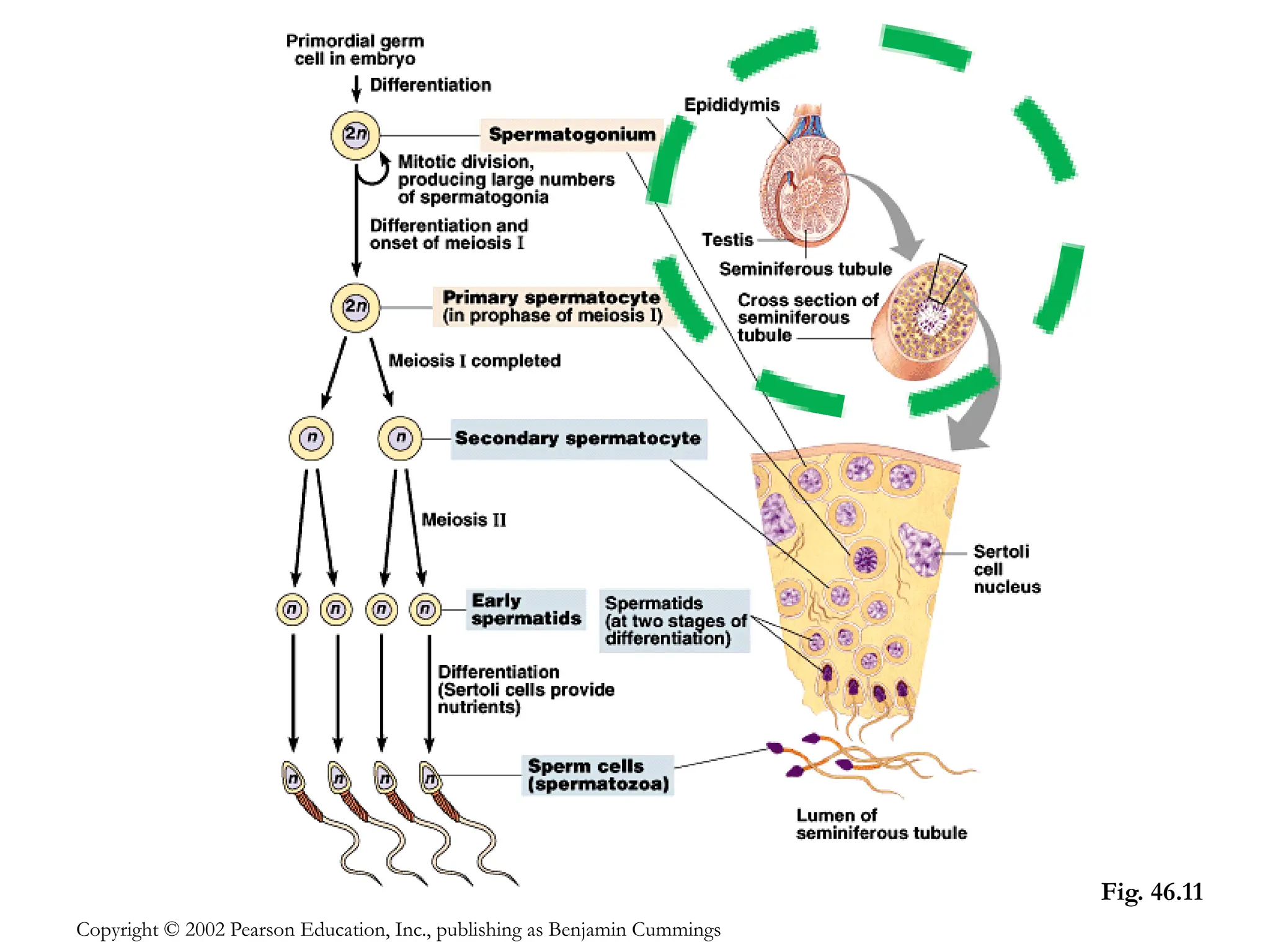 Fig. 46.11
Copyright © 2002 Pearson Education, Inc., publishing as Benjamin Cummings
 