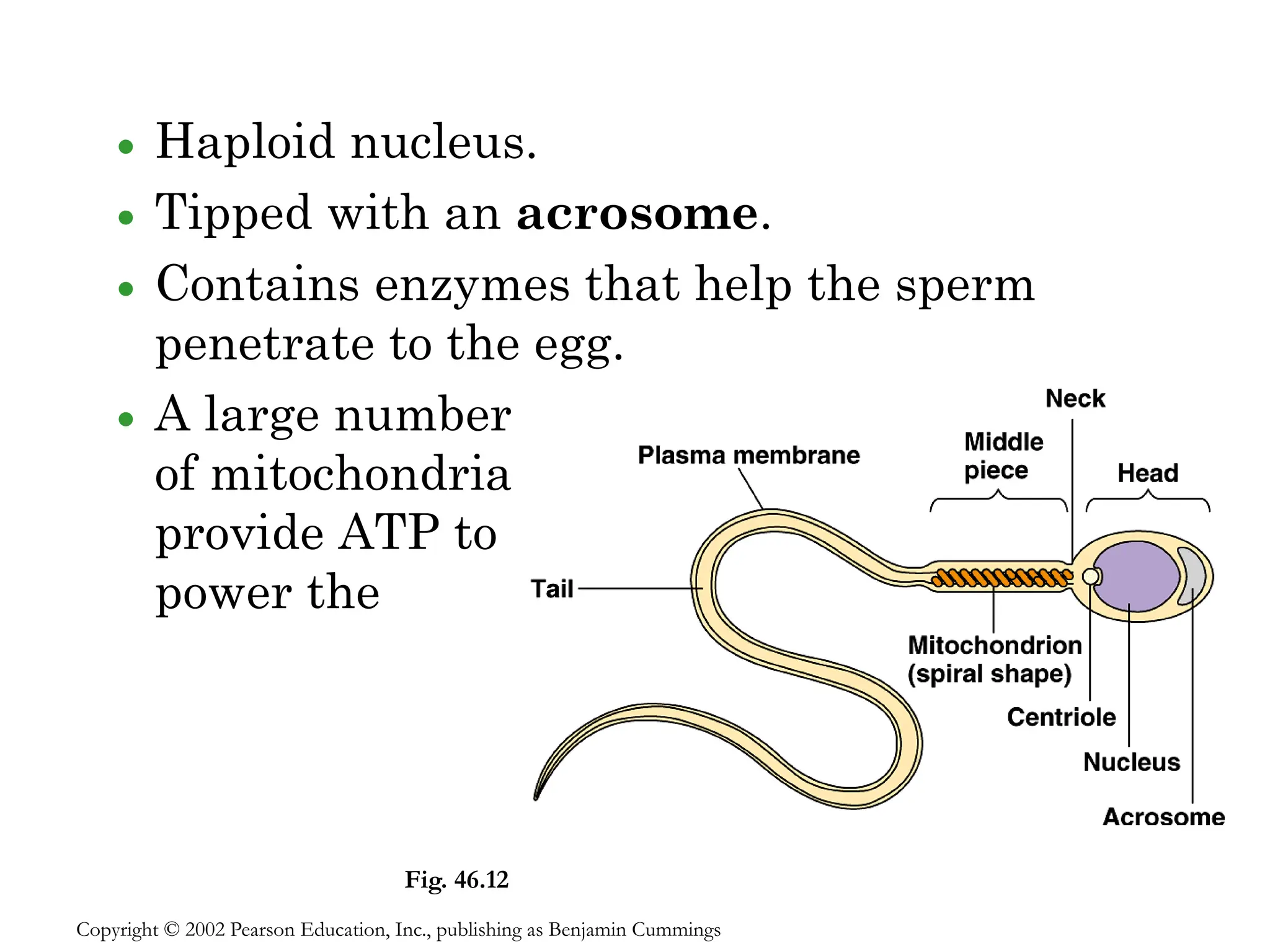 Sperm structure:
• Haploid nucleus.
• Tipped with an acrosome.
• Contains enzymes that help the sperm
penetrate to the egg.
• A large number
of mitochondria
provide ATP to
power the
flagellum.
Copyright © 2002 Pearson Education, Inc., publishing as Benjamin Cummings
Fig. 46.12
 