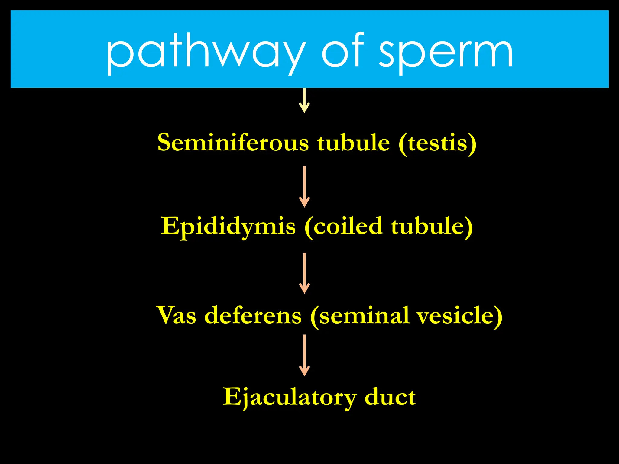 PATHWAY OF SPERM
Seminiferous tubule (testis)
Ejaculatory duct
Vas deferens (seminal vesicle)
Epididymis (coiled tubule)
pathway of sperm
 