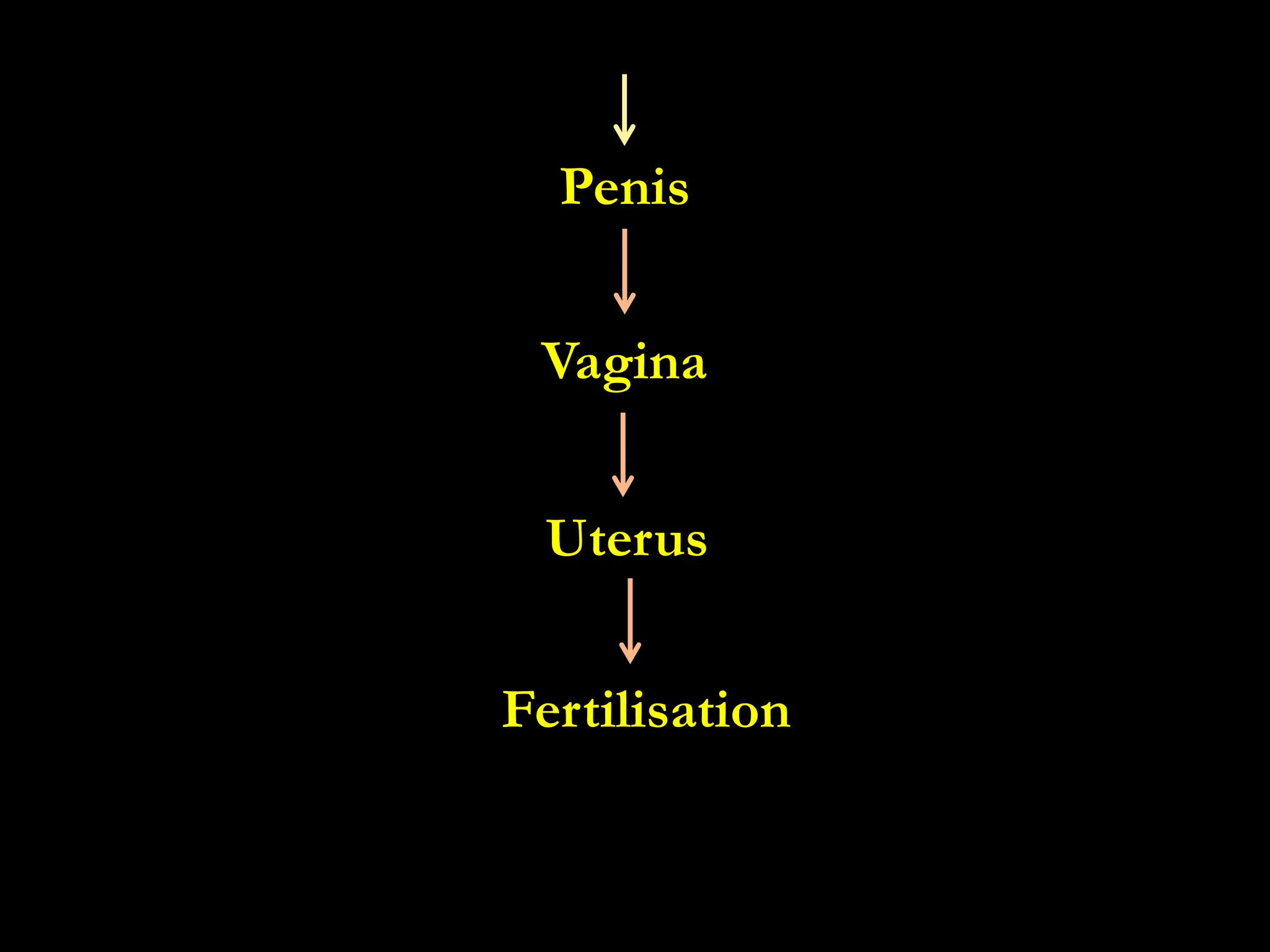 Penis
Fertilisation
Uterus
Vagina
 