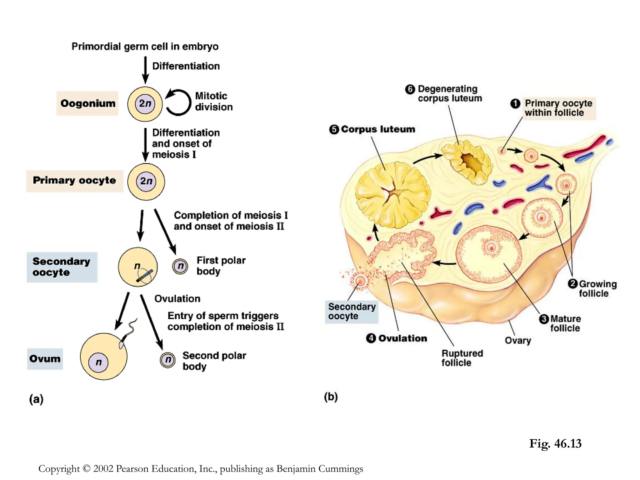 Fig. 46.13
Copyright © 2002 Pearson Education, Inc., publishing as Benjamin Cummings
 