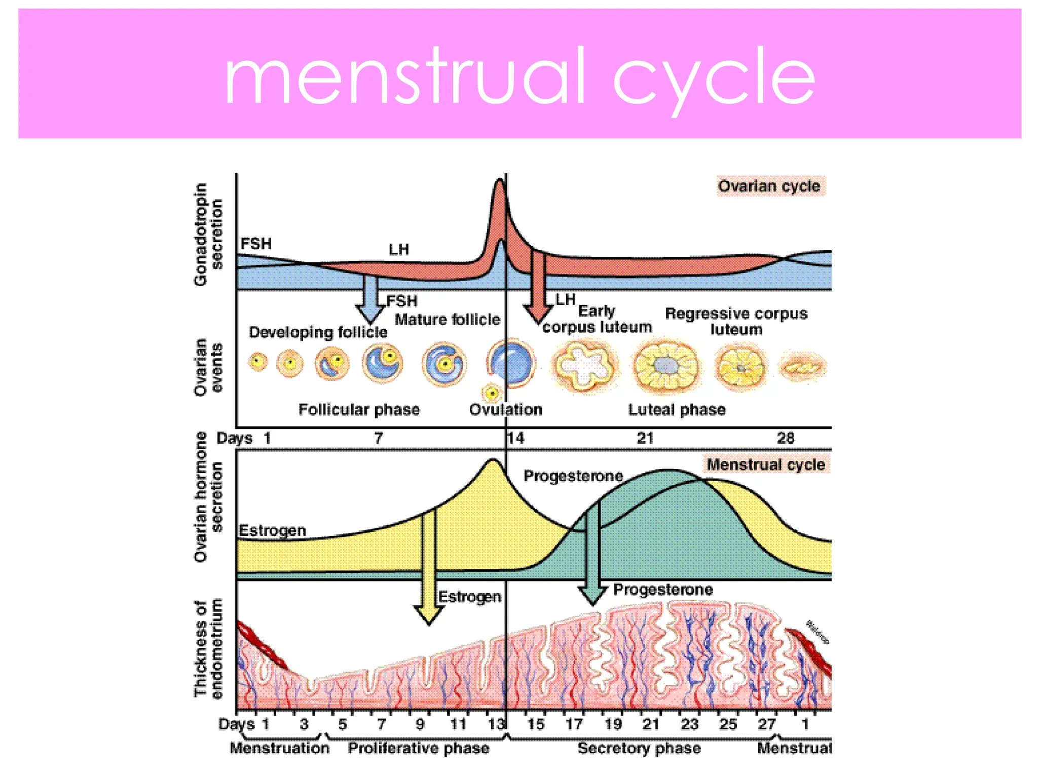 menstrual cycle
 