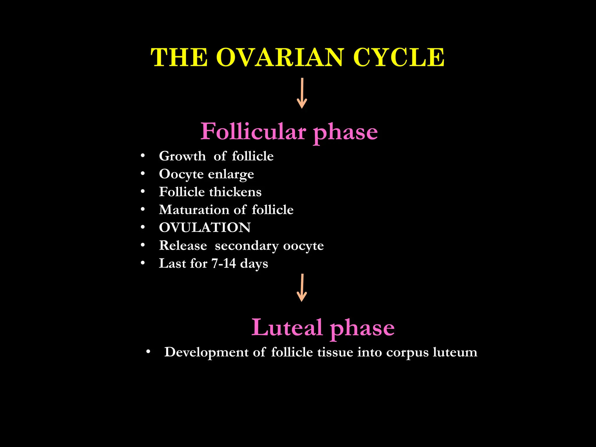 THE OVARIAN CYCLE
Follicular phase
• Growth of follicle
• Oocyte enlarge
• Follicle thickens
• Maturation of follicle
• OVULATION
• Release secondary oocyte
• Last for 7-14 days
Luteal phase
• Development of follicle tissue into corpus luteum
 