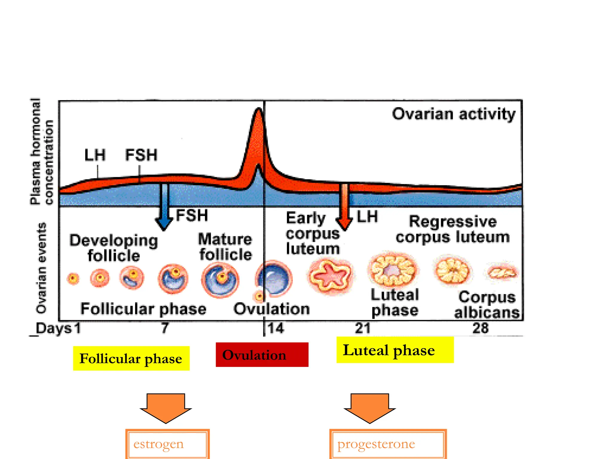 estrogen progesterone
Follicular phase
Luteal phase
Ovulation
 