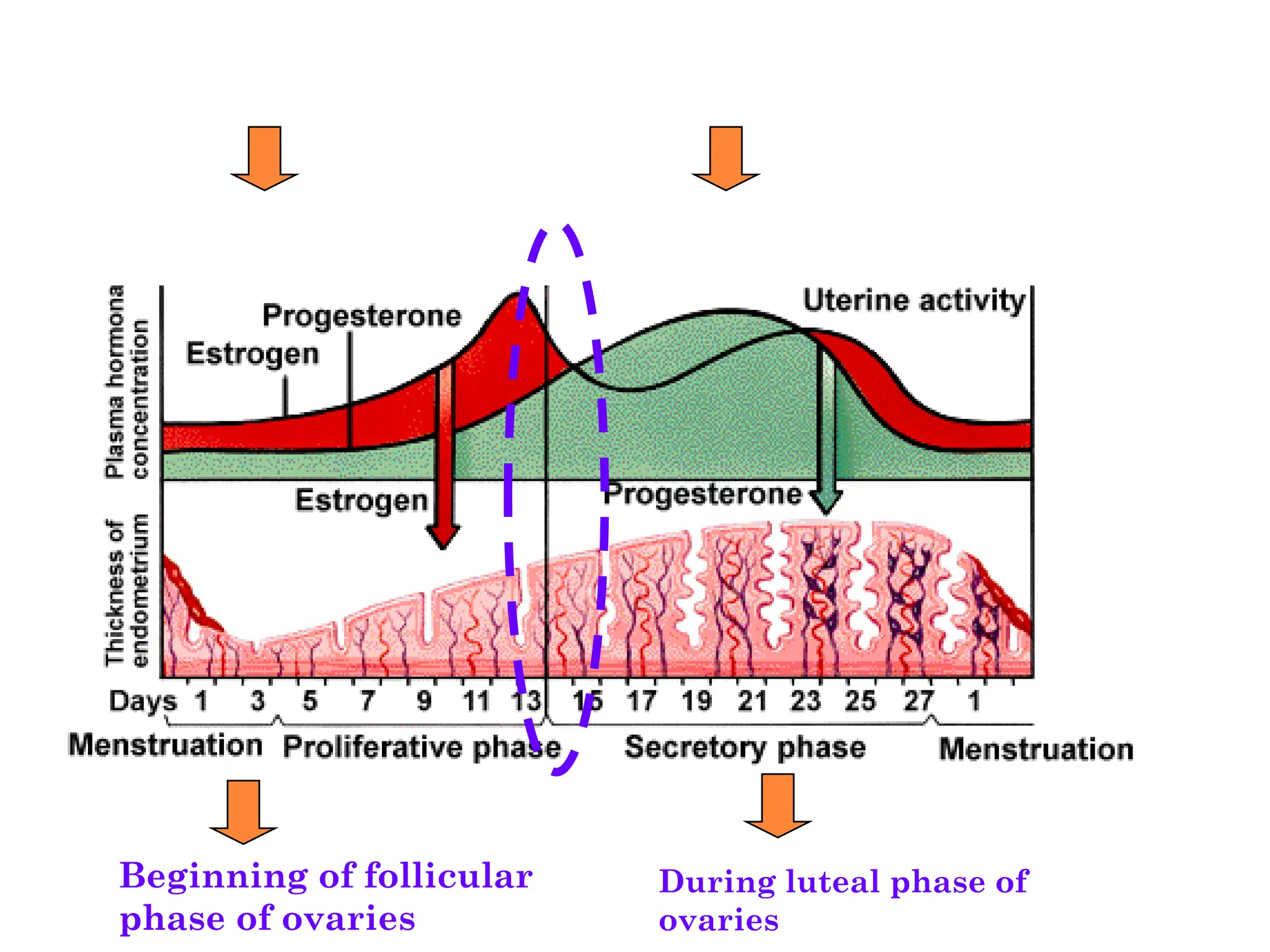 Beginning of follicular
phase of ovaries
During luteal phase of
ovaries
 